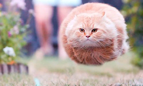 Những khoảnh khắc cực "vi diệu" của sự tình cờ