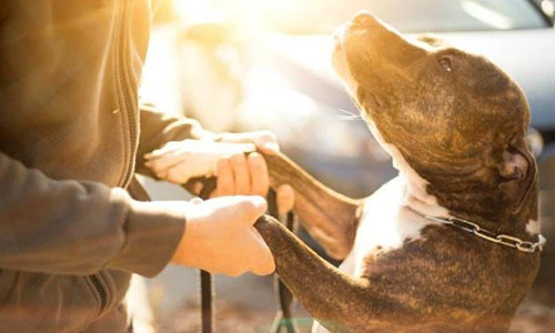 Video: Thấy cô gái bị cướp trên phố, chó hoang tung đòn giải cứu