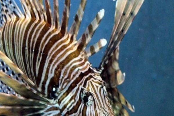 Loài vật chạm vào là trúng độc bán gần nửa triệu/kg đua nhau ăn