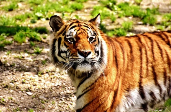 Đầu tháng 10 Âm, 3 con giáp hết hẳn đói nghèo, vươn mình giàu khủng