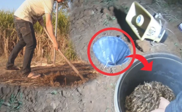 Video: Người đàn ông đem loa ra cánh đồng, thu hoạch bất ngờ sau 1 đêm!