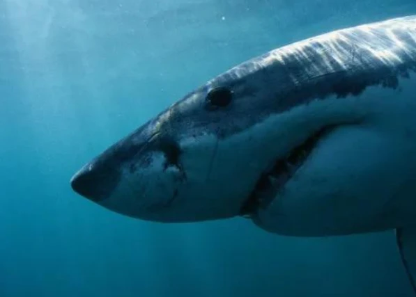 Video: Hải cẩu may mắn thoát chết phi lên bờ tránh được cá mập ăn thịt