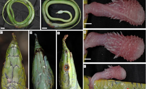 Video: Độc đáo loài rắn thanh xà kỳ lân có ở Việt Nam