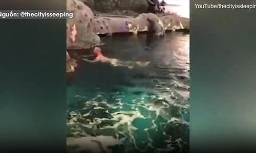 Video: Khỏa thân nhảy vào bể cá mập, người đàn ông bị cảnh sát truy lùng