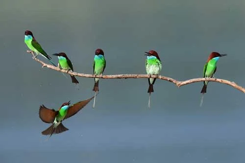 Những hình ảnh động vật đẹp mê hồn trên khắp thế giới