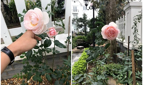 Vợ đại gia kim cương khoe mèo cưng lộ biệt thự "đẹp như mơ"