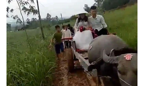 Video: Đám cưới đón dâu bằng xe trâu ở Nghệ An