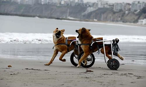 Loạt khoảnh khắc đẹp trong cuộc sống khiến bạn mỉm cười