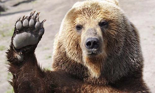 "Sái quai hàm" những đạo luật "buồn cười" nhất nước Mỹ