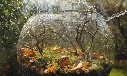 Ngây ngất với những bức ảnh tĩnh vật đẹp hút hồn