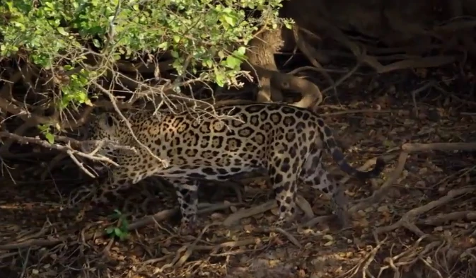 Video: Báo đốm lao mình xuống sông bắt cá sấu Caiman