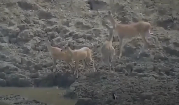 Video: Trăn khủng phi thân nhanh như chớp, ngoạm đầu hươu lôi xuống nước