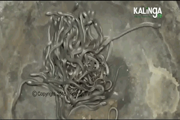 Video: 100 con rắn hổ mang con bò nhung nhúc trong nhà dân