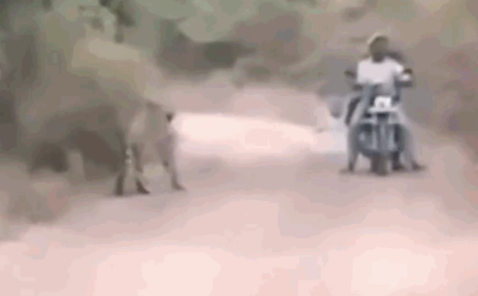 Video: 2 thanh niên chạm trán hổ dữ ở giữa đường và cái kết gay cấn