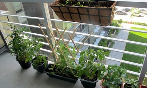 Muôn ngàn cách trồng rau sáng tạo ở ban công, ai cũng áp dụng "ngon ơ"