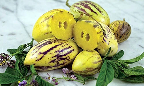 Kiếm tiền triệu mỗi ngày từ dưa Pepino