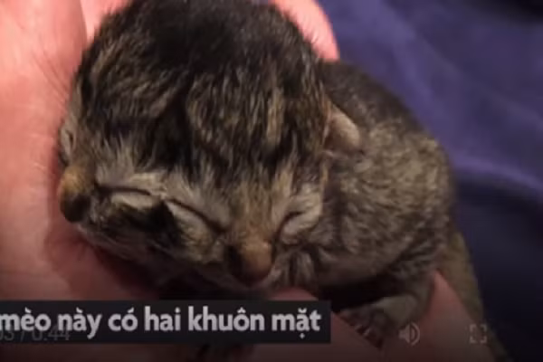 Video: Kinh ngạc con mèo sinh ra có hai khuôn mặt