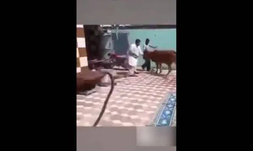 Video: Ngã ngửa với những tình huống động vật phản chủ "đau điếng"