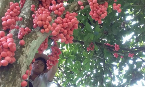 Đặc sản Tây Bắc: "Săn" dâu da rừng, có nhiều cây hái vài tạ quả