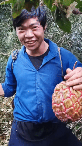 Xuất hiện quả na siêu to, vỏ có viền đỏ khiến nhiều người tranh cãi Xuat hien qua na sieu to, vo co vien do khien nhieu nguoi tranh cai