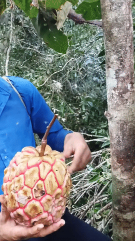 Xuất hiện quả na siêu to, vỏ có viền đỏ khiến nhiều người tranh cãi - Hình 2 Xuat hien qua na sieu to, vo co vien do khien nhieu nguoi tranh cai-Hinh-2