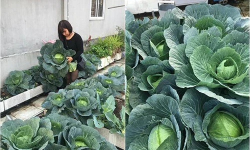 Vườn rau quả xanh mát che bóng sân thượng của bà mẹ Hà thành