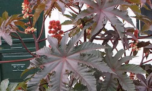 Video: 3 bài thuốc chữa dứt điểm đau thần kinh tọa nhiều người tin dùng