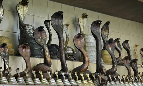 Rắn hổ mang Thái Lan: Vừa được tôn thờ, vừa là đặc sản