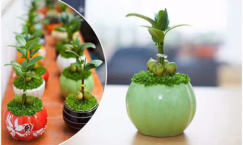 9 loại cây cảnh để bàn vừa đẹp vừa mang lại tài lộc
