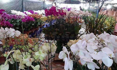 Video: "Dàn mẫu" lan "khủng" nở 3 tháng chưa tàn khoe sắc ở Pleiku