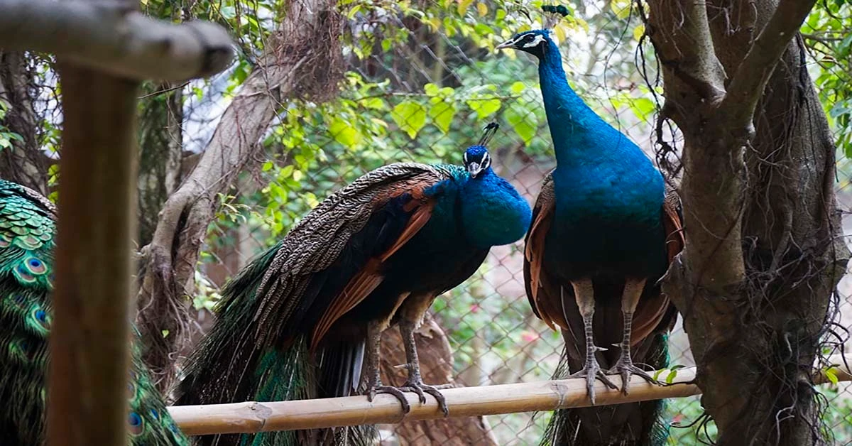 Video: Thú chơi chim công của giới nhà giàu dịp Tết nguyên đán