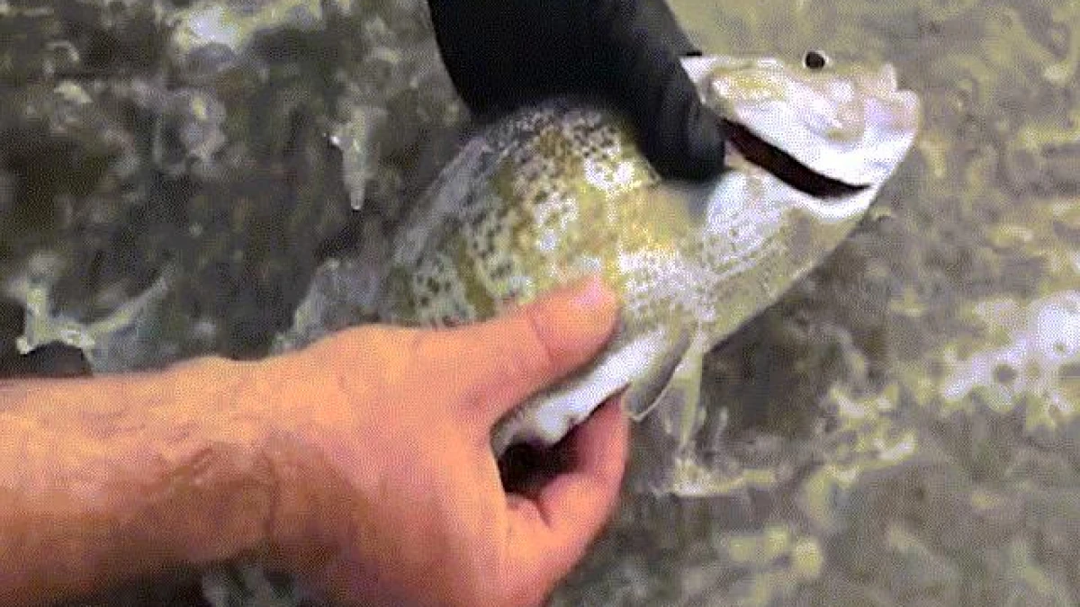 Video: Tận mắt xem cá biển đẻ con trên tay người