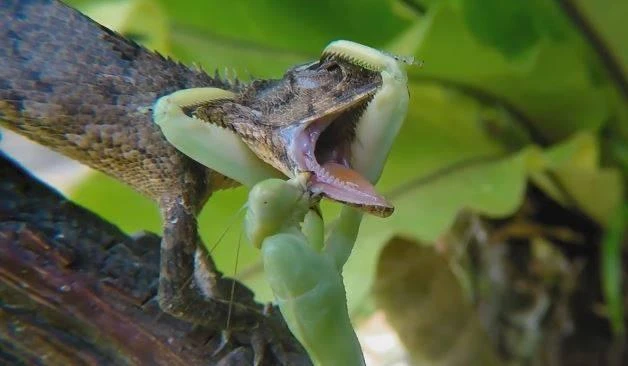 Video: Bọ ngựa tung đòn hiểm kẹp cổ kỳ nhông rồi ăn thịt