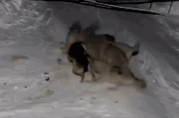 Video: Becgie bị xích tử chiến 6 chó sói trong đêm và cái kết bất ngờ