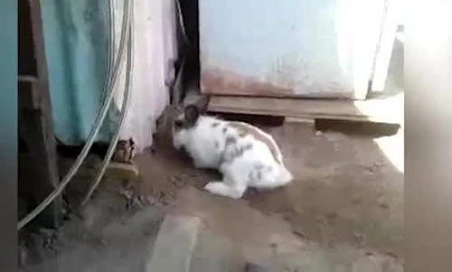 Video: Mèo bị mắc kẹt, thỏ làm việc gây xúc động