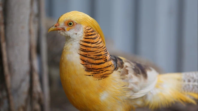 Video: Kinh doanh chim, gà quý giá chục triệu đồng/con