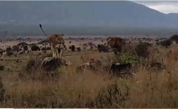 Video: Sư tử đực bay người, hạ gục hà mã trong chớp mắt