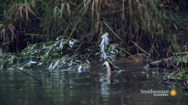 Video: Hải ly “chơi lớn”, đốn cây, đắp đập, ngăn sông