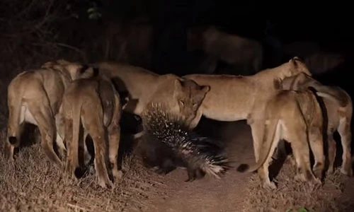 Video: 7 sư tử áp đảo bao vây nhím gai nhưng bất lực