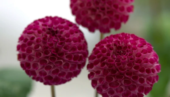 Giữa tháng 9 Âm, 3 con giáp phát tài chóng mặt, giàu sang khó bì 