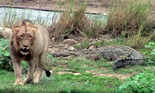 Video: Sư tử vả vào mặt cá sấu khổng lồ vì dám tranh ăn