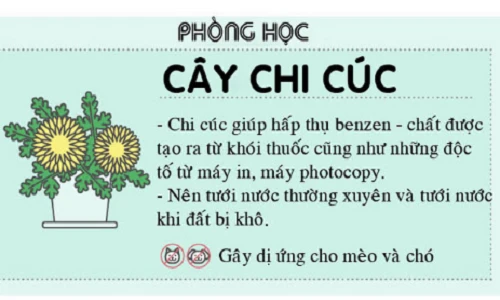 Đặt cây xanh trong nhà cũng đâu bừa bãi được để tránh rước họa vào thân