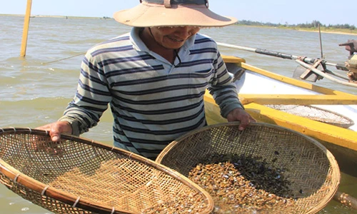 "Bí kíp" bắt don - đặc sản khoái khẩu của người Quảng Ngãi