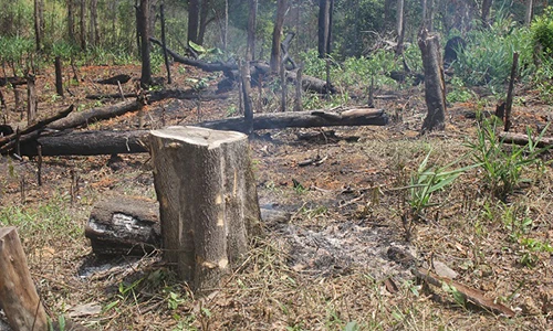 Video: Rừng xanh "rên xiết" vì tập quán canh tác