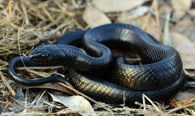 Video: Rắn hổ mang chúa kịch độc cũng phải khiếp sợ loài rắn này