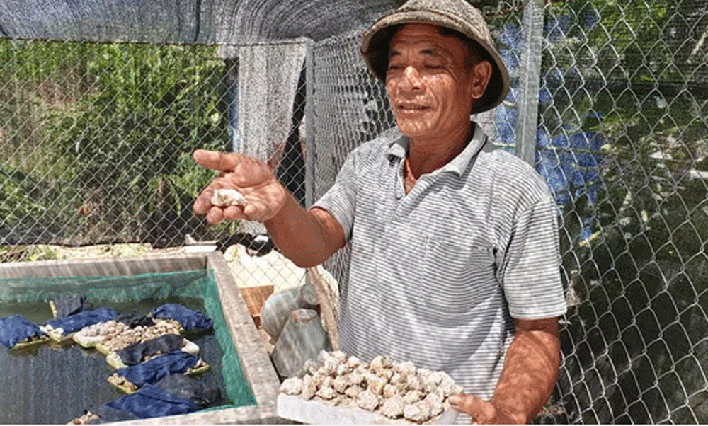 Chàng Robinson giữa ốc đảo, cách làm giàu 'độc' nhất tỉnh Thái Bình - Hình 3 Chang Robinson giua oc dao, cach lam giau 'doc' nhat tinh Thai Binh-Hinh-3