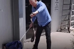 Video: Rắn cực độc hung dữ, tấn công vào mặt chuyên gia