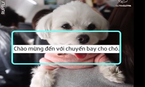 Video: Ngộ nghĩnh chuyến bay dành cho cún cưng ở Nhật Bản