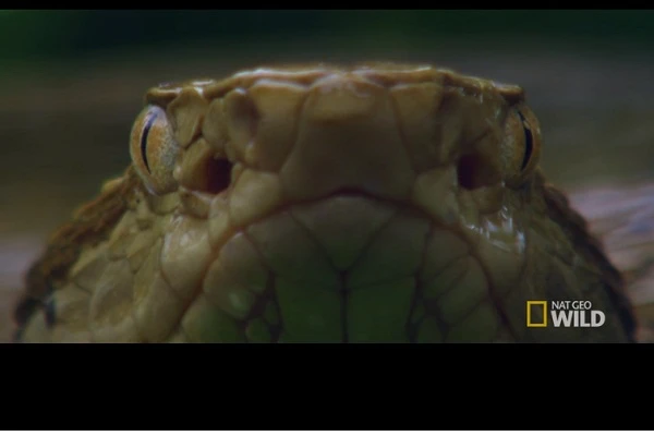 Thiên nhiên kì bí: nọc độc khiến thịt người tan chảy