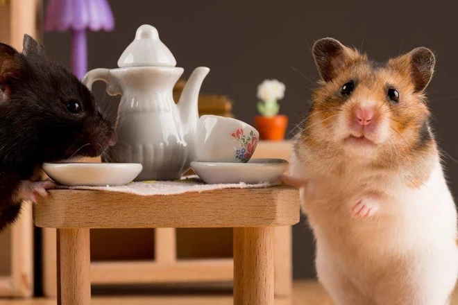 Video: Lý do khiến động vật tự ăn thịt con